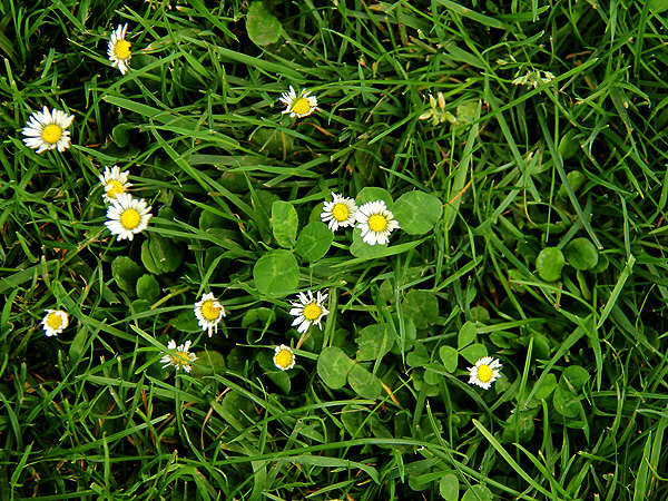 15CloverDaisy1