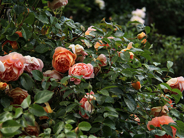 17Roses1