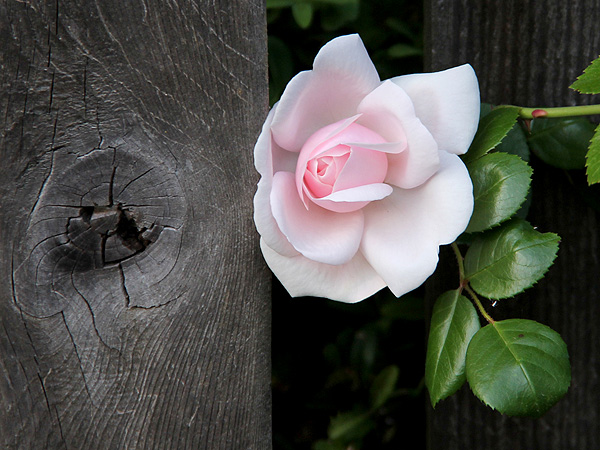 17Rose1