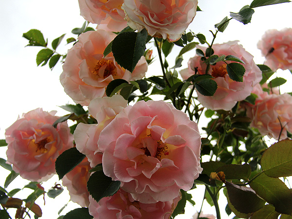 19Rose1
