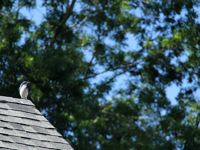 3BlueJay1