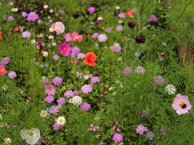 29WildflowerBed1