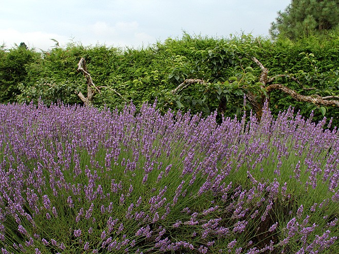 13Lavender6