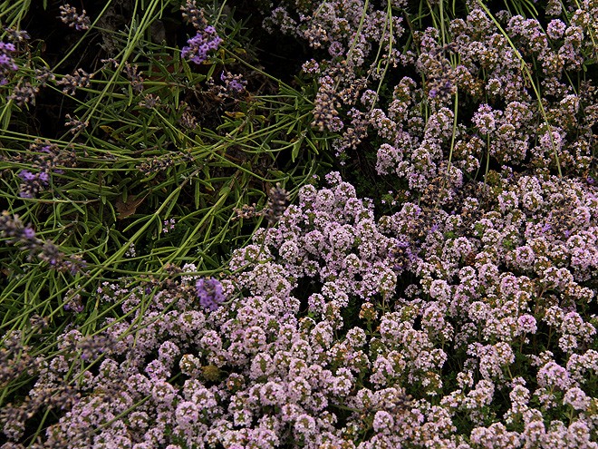 13Lavender5
