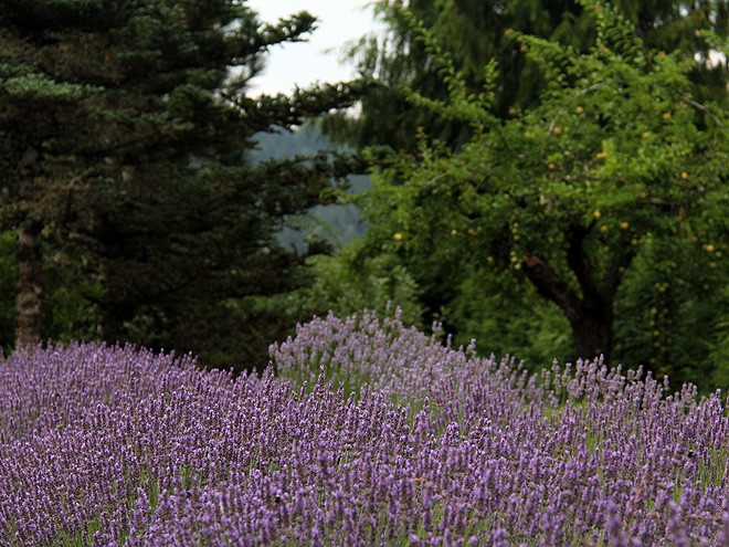13Lavender7