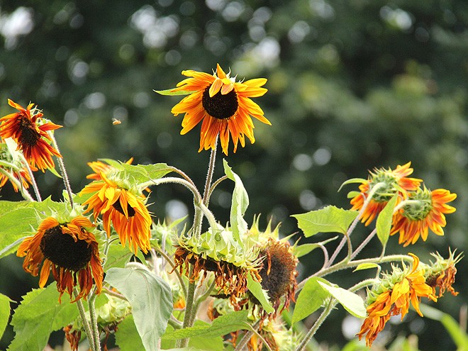 26Garden3