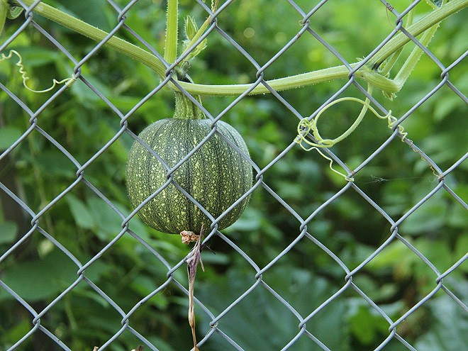 3Garden4