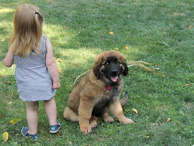 3Puppers1