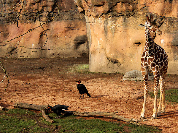 1Zoo3