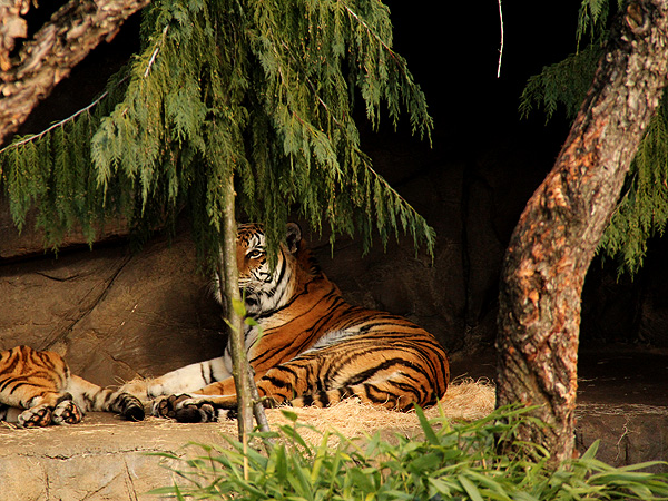 1Zoo9