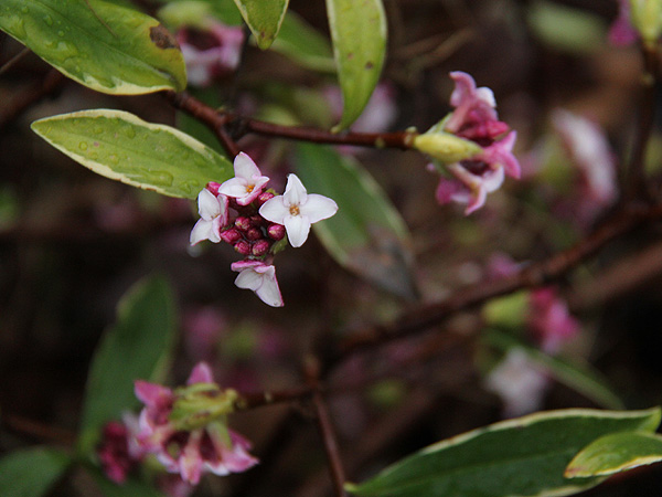 3Daphne1