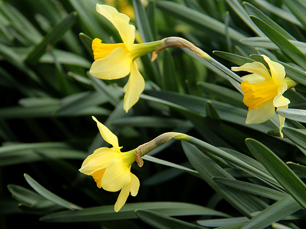14Daffodils1