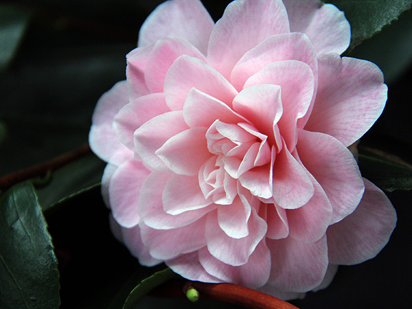 14Camellia1
