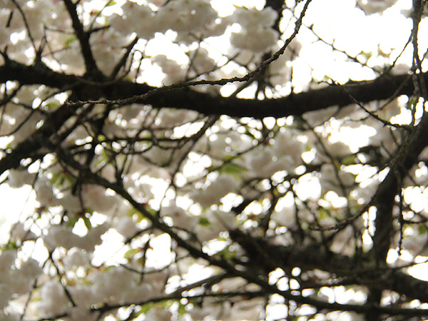 29Tree3