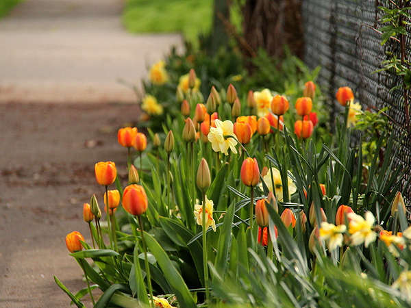 3Tulips1