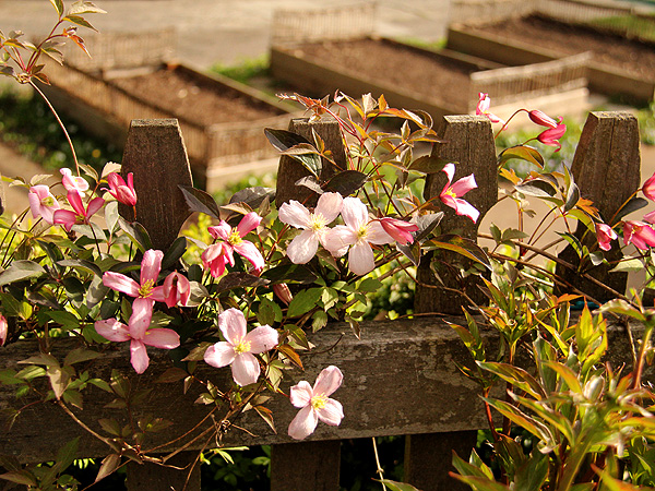 14Clematis1