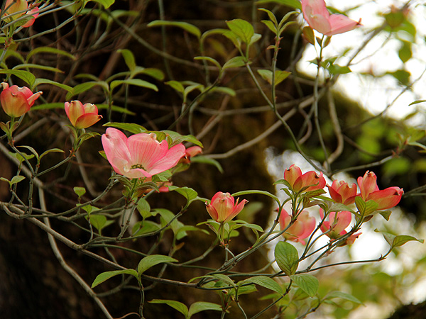 15Dogwood1