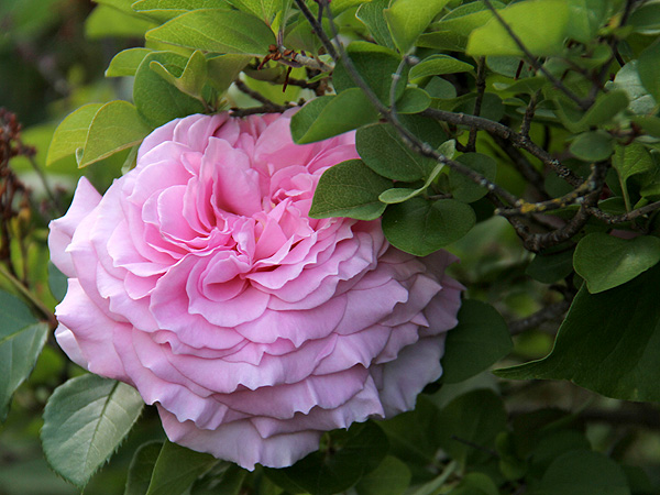 17Rose2