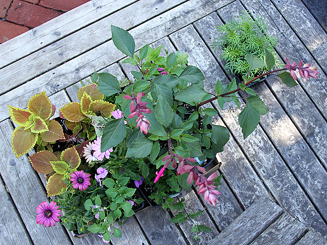 2Plants1