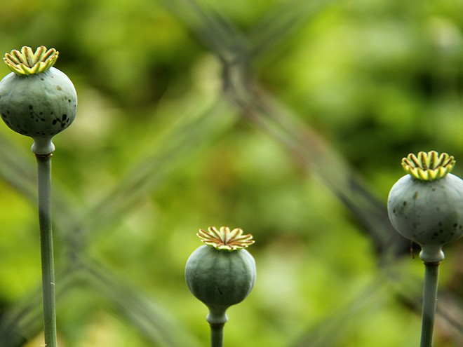 29GArden3