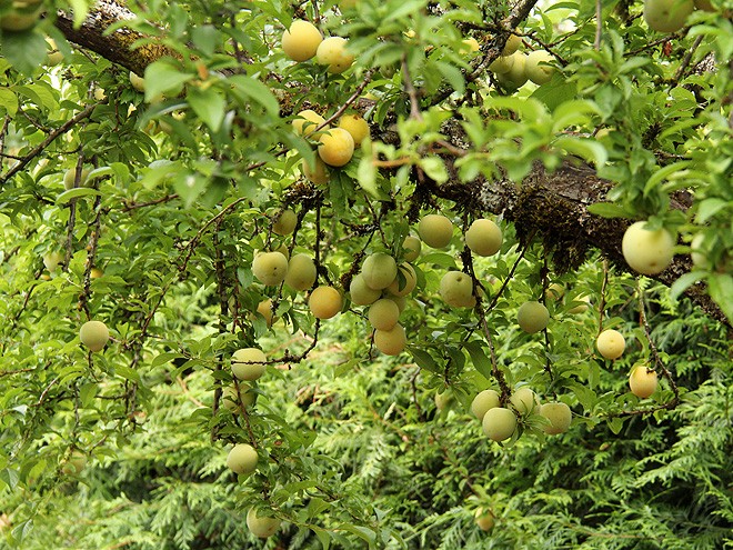 13Apples1