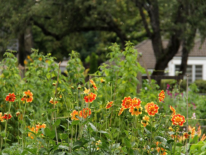 13Garden2
