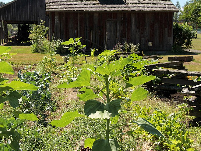19FosterFarm1