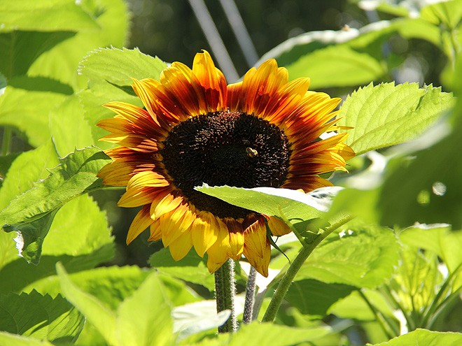 27Sunflower1