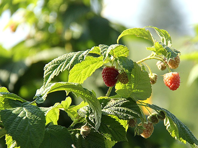 2Garden1