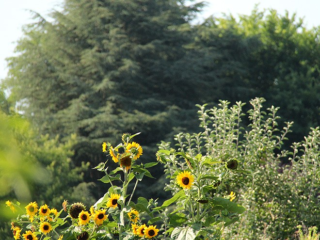 3Garden1
