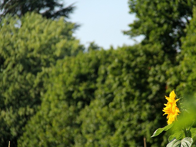 3Garden2
