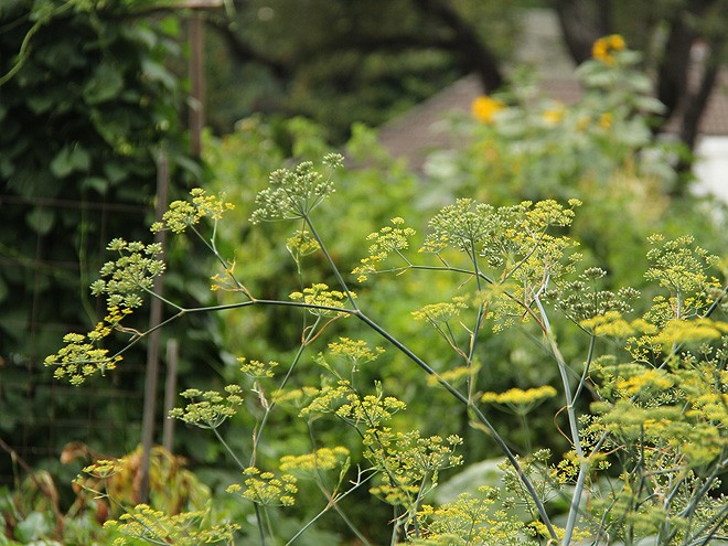 12Garden3
