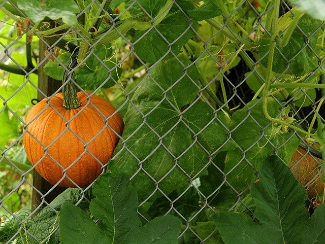 12Garden1