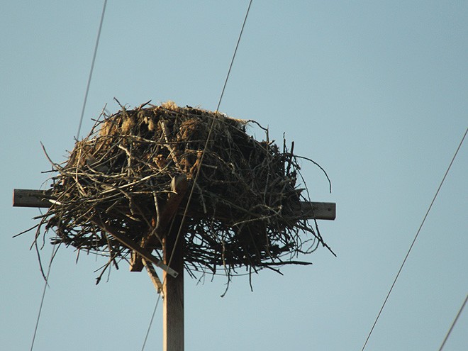 23Nest1