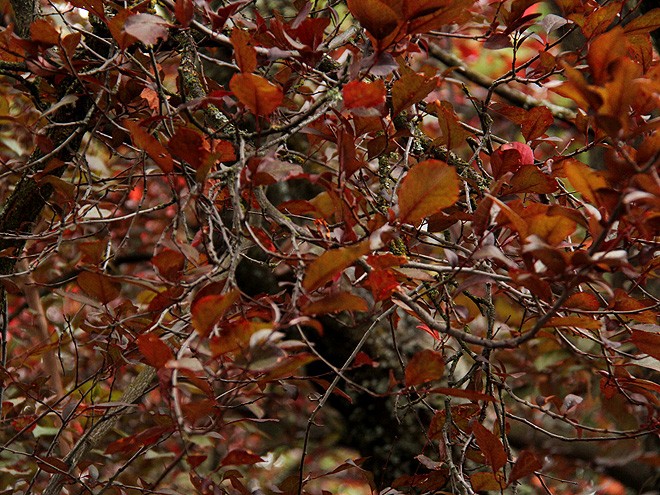 10Leaves1