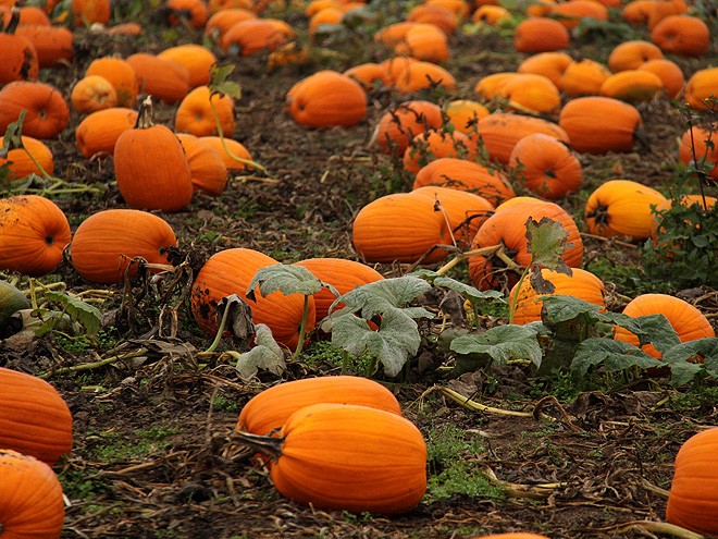 12Pumpkins7