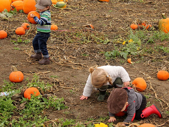 12Pumpkins19