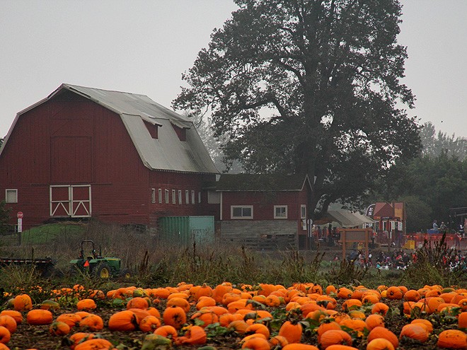 12Pumpkins10