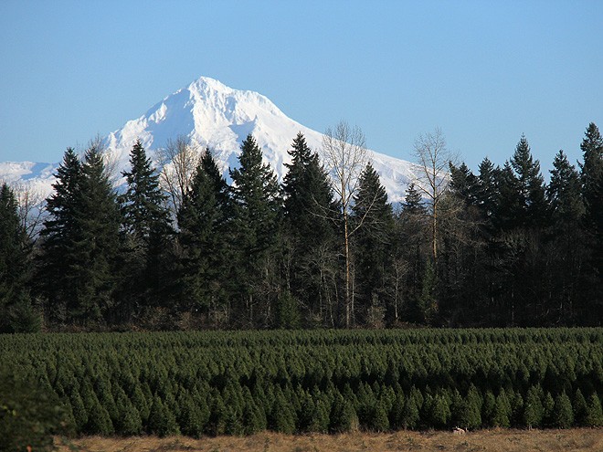 30Tree5