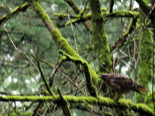 21Hawk2