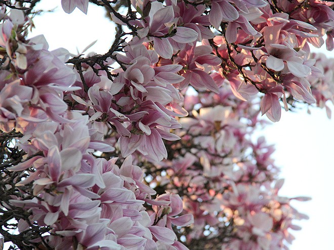 8Magnolia1