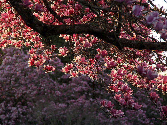 8Magnolia3