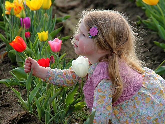 27Tulips2