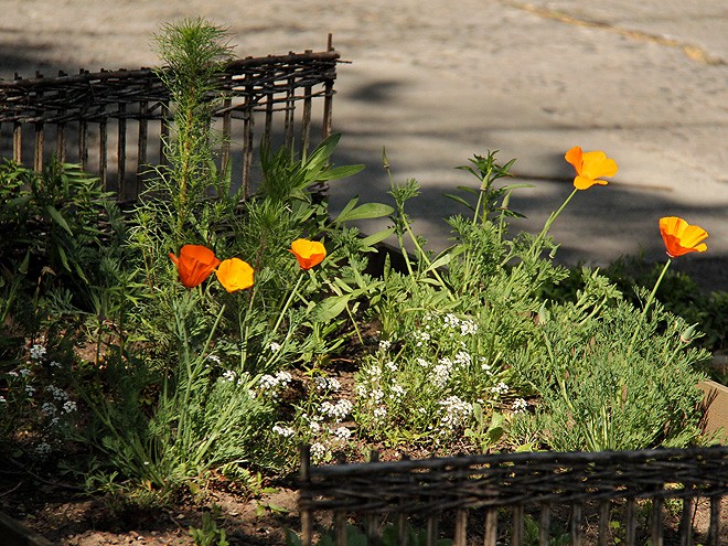 18Flowers1 18Flowers1