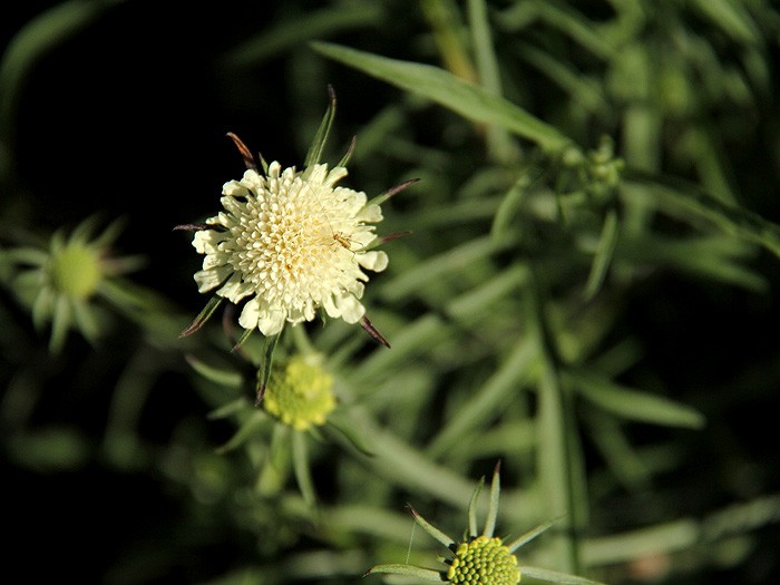 5Garden7