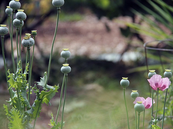 21Garden4