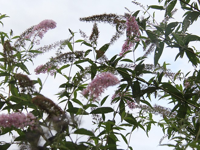 3Buddleia1