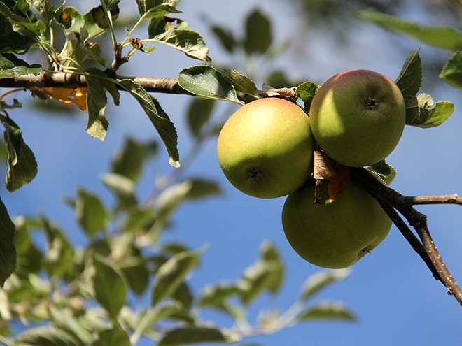 6Apples1