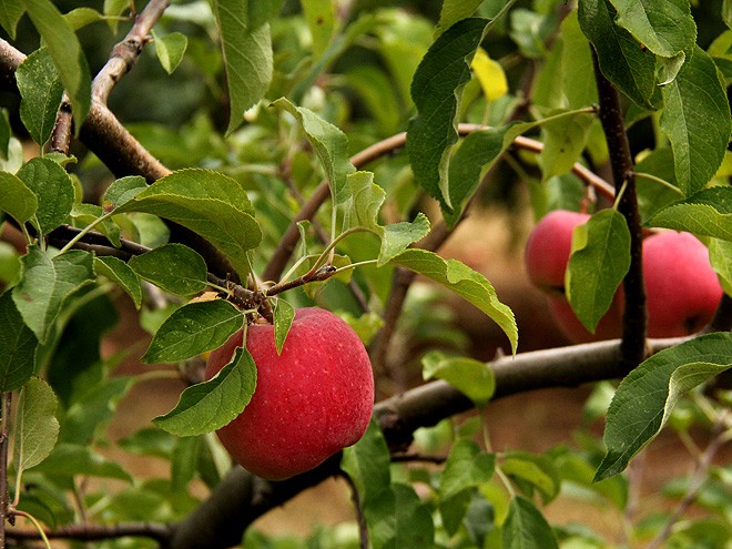 1Apples5