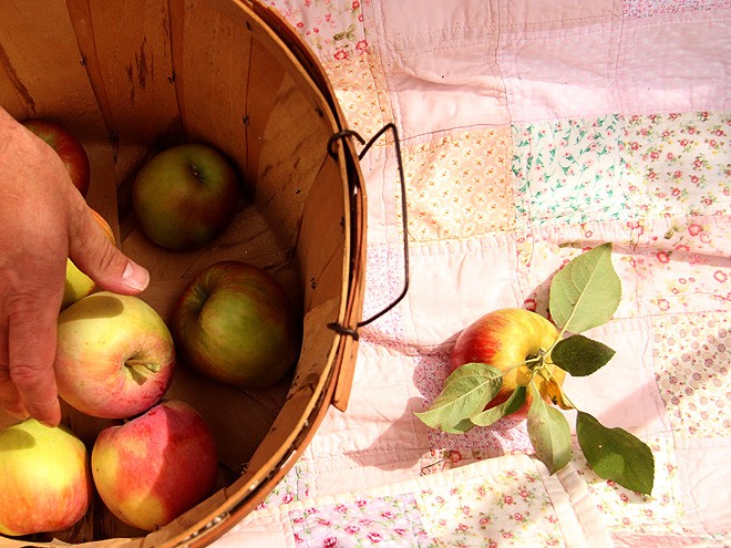 1Apples8